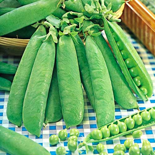 Горох Медовая лопатка, семена рисунок 1 артикул 65104