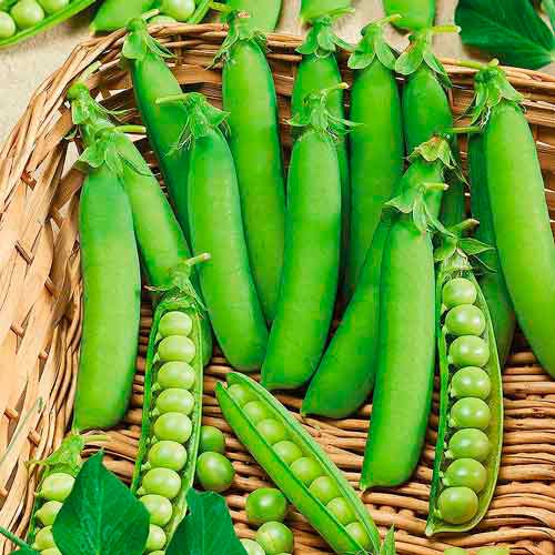 Горох Овощное чудо Империя семян рисунок 1 артикул 96200