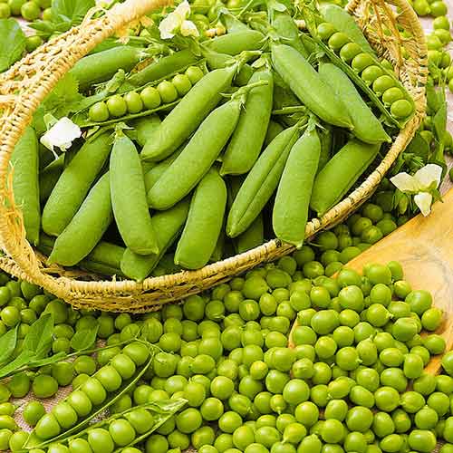 Горох Первенец, семена Seedera зображення 1 артикул 65530