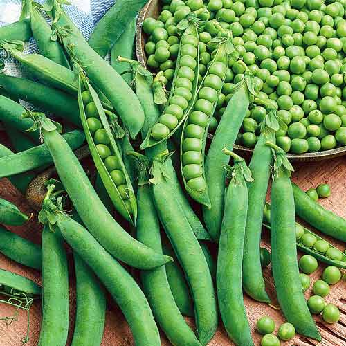 Горох Альфа Seedera, семена артикул фото 1 Горох Альфа Seedera, семена рисунок 1 артикул 72716