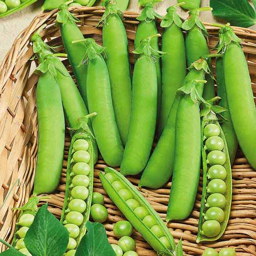 Горох овочевий Болеро артикул фото 1 Горох овочевий Болеро зображення 1 артикул 72720