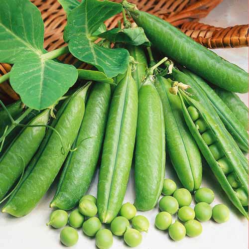 Горох Первісток Seedera зображення 1 артикул 72717