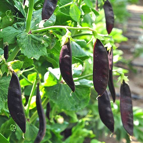 Горох сахарный Пурпурный король, семена артикул фото 2 Горох сахарный Пурпурный король, семена рисунок 2 артикул 65327