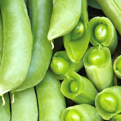 Горох спаржевый Суперсахарный, семена артикул фото 1 Горох спаржевый Суперсахарный, семена рисунок 1 артикул 65326