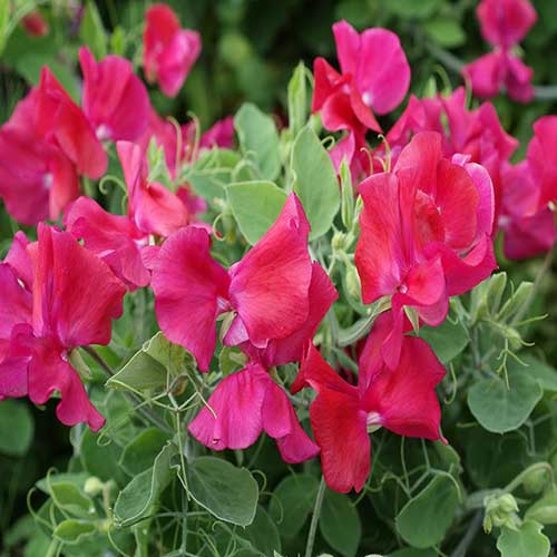 Горошок запашний Вілла Рома Карміновий Садиба центр зображення 1 артикул 89189