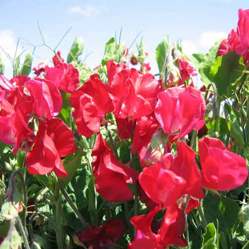 Горошок запашний Вілла Рома Скарлет Садиба центр зображення 1 артикул 89190