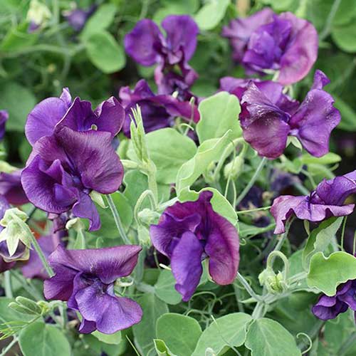 Горошок запашний Вілла Рома темно-синій Садиба центр зображення 1 артикул 89191