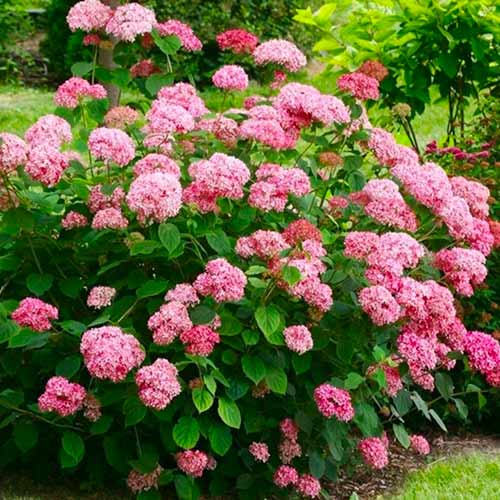 Гортензія деревовидна Пінк Анабель артикул фото 1 Гортензія деревовидна Пінк Анабель зображення 1 артикул 1566