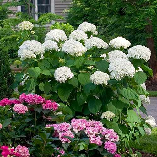Гортензия древовидная Стронг Аннабель рисунок 1 артикул 1565