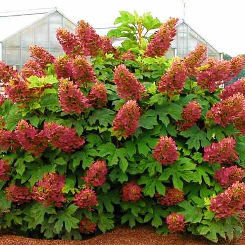 Гортензия дуболистная Аметист рисунок 1 артикул 9026