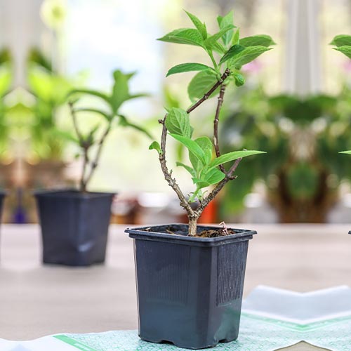 Гортензия дуболистная Аметист рисунок 2 артикул 9026