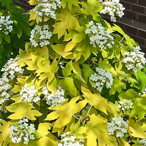 Гортензія дуболиста Літтл Хані артикул фото 1 Гортензія дуболиста Літтл Хані зображення 1 артикул 9123