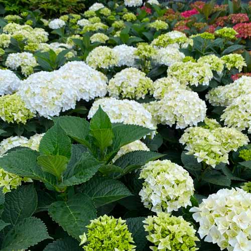 Гортензия крупнолистная Флоренция рисунок 1 артикул 1573