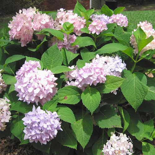 Гортензия крупнолистная Флория артикул фото 1 Гортензия крупнолистная Флория рисунок 1 артикул 1574