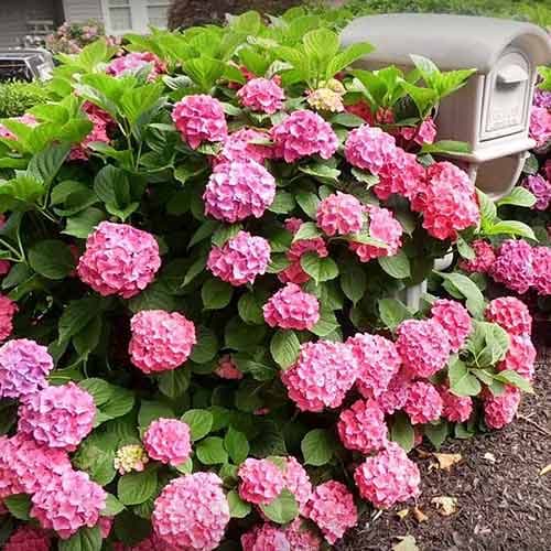 Гортензия крупнолистная Фройденштайн рисунок 1 артикул 4051