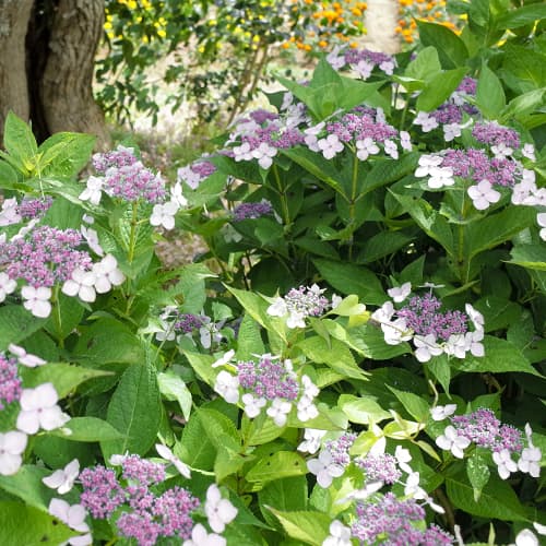 Гортензия крупнолистная Libelle рисунок 1 артикул 4729