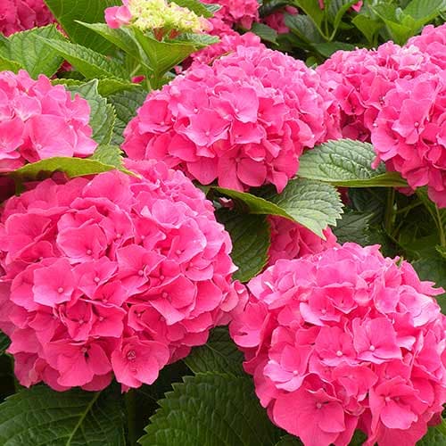 Гортензия крупнолистная Мася рисунок 1 артикул 4728