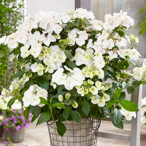 Гортензия крупнолистная Ранавей Брайд артикул фото 1 Гортензия крупнолистная Ранавей Брайд рисунок 1 артикул 1567