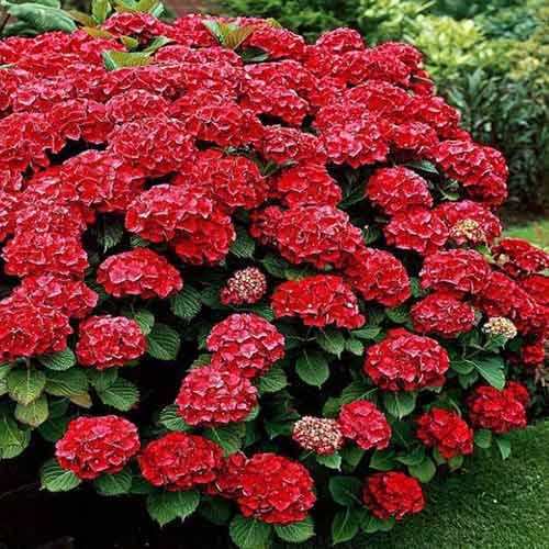 Гортензія крупнолиста Ред зображення 1 артикул 4732