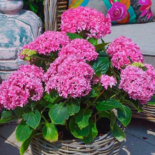 Гортензія крупнолиста Ю енд Мі Перфекшин артикул фото 1 Гортензія крупнолиста Ю енд Мі Перфекшин зображення 1 артикул 1571