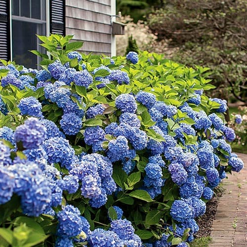 Гортензия крупнолистная Бесконечное лето рисунок 1 артикул 9125