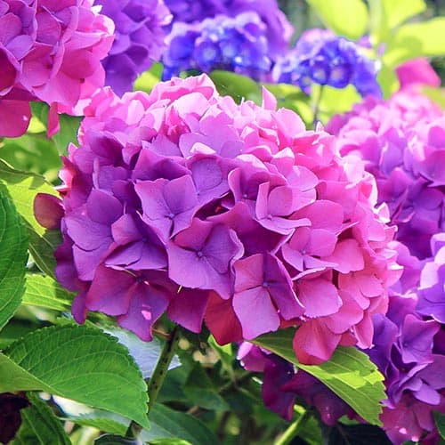 Гортензія крупнолиста Hamburg зображення 1 артикул 9566