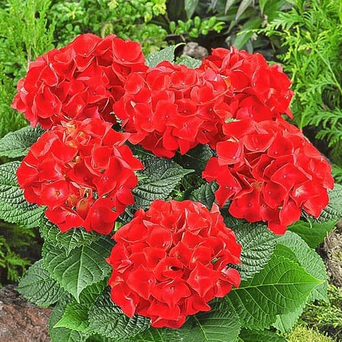 Гортензия крупнолистная Огненная красота рисунок 1 артикул 9126