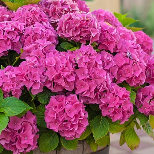 Гортензия крупнолистная Розовое чудо рисунок 1 артикул 9128
