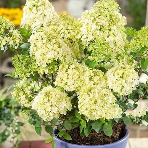 Гортензия метельчатая Бобо рисунок 1 артикул 3949