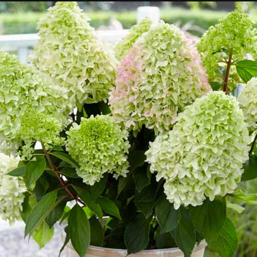 Гортензия метельчатая Литл Фреско артикул фото 1 Гортензия метельчатая Литл Фреско рисунок 1 артикул 1569