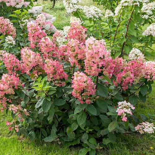 Гортензия метельчатая Мэджикал Файр рисунок 1 артикул 4734