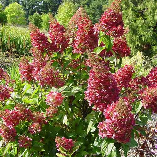 Гортензия метельчатая Мэджикал Флейм рисунок 1 артикул 4735