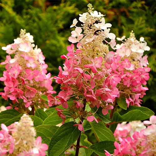 Гортензія метельчата Pink Diamond зображення 1 артикул 9669