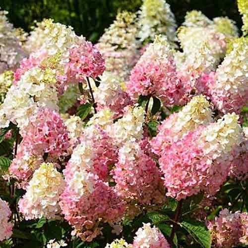 Гортензия метельчатая Руби рисунок 1 артикул 4736