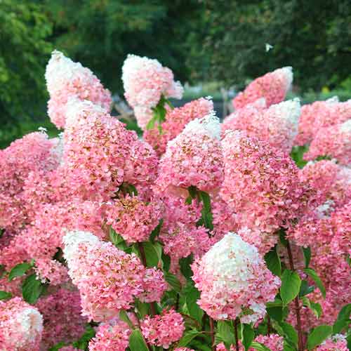 Гортензия метельчатая Ruby рисунок 1 артикул 9670