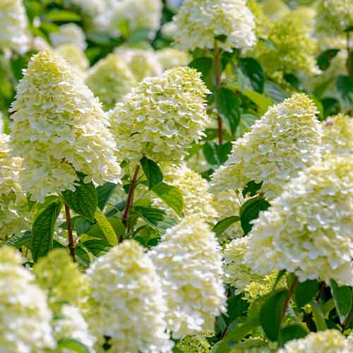 Гортензия метельчатая Сильвер Доллар рисунок 1 артикул 4737