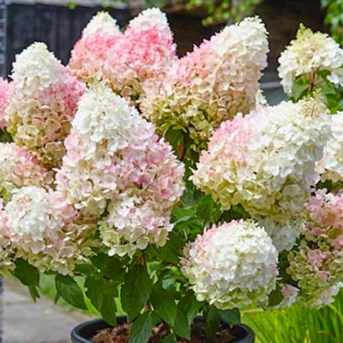 Гортензия метельчатая Строберри Блоссом артикул фото 1 Гортензия метельчатая Строберри Блоссом рисунок 1 артикул 1572