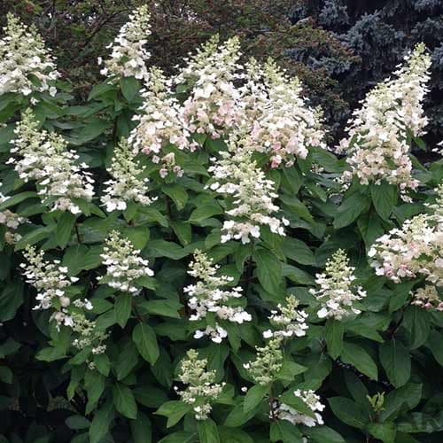 Гортензия метельчатая Тардива рисунок 1 артикул 4057