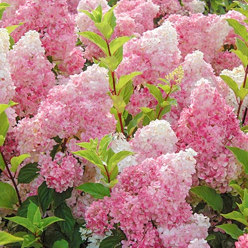 Гортензия метельчатая Ванилла Фрейз рисунок 1 артикул 9038