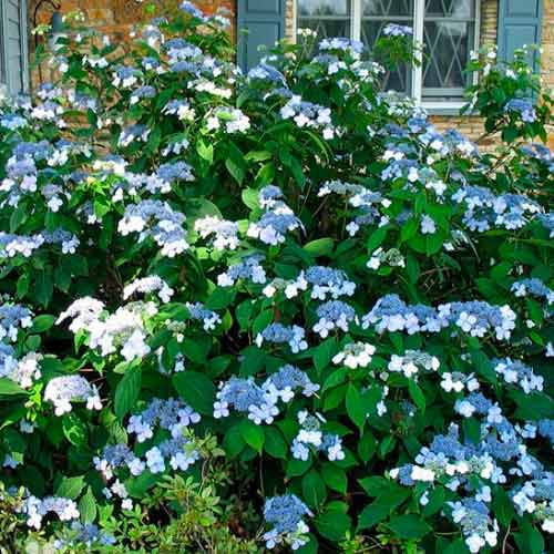 Гортензія пильчата Блюбьорд артикул фото 1 Гортензія пильчата Блюбьорд зображення 1 артикул 1568