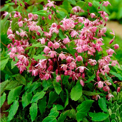 Горянка пышная Розеум артикул фото 1 Горянка пышная Розеум рисунок 1 артикул 01337