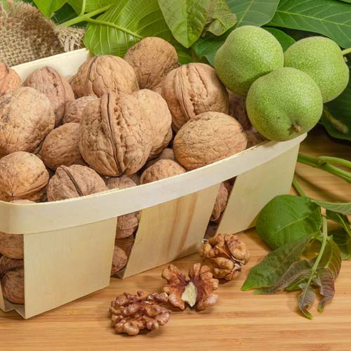 Орех грецкий Великан артикул фото 1 Орех грецкий Великан рисунок 1 артикул 7432