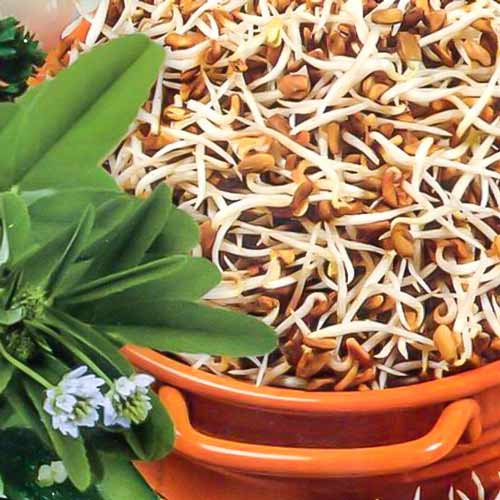 Грибная трава Seedera рисунок 1 артикул 66458