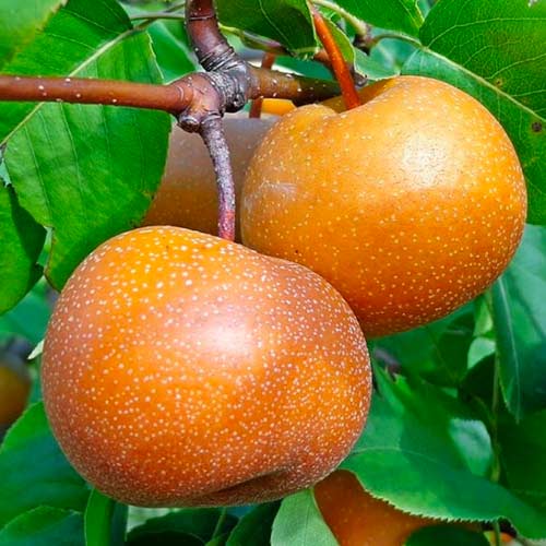 Груша азиатская Секуи рисунок 1 артикул 1613