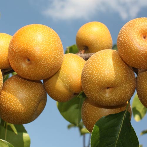 Груша Бронзова зображення 1 артикул 4181