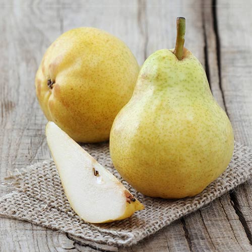 Груша Дюшес зимовий зображення 1 артикул 4183
