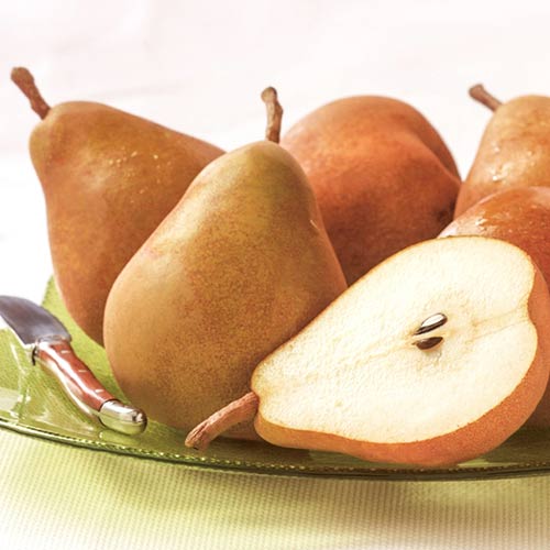 Груша Дюймовочка, саджанці зображення 1 артикул 7929