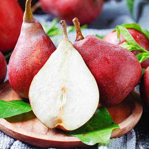 Груша Кармен, саженцы артикул фото 1 Груша Кармен, саженцы рисунок 1 артикул 4185