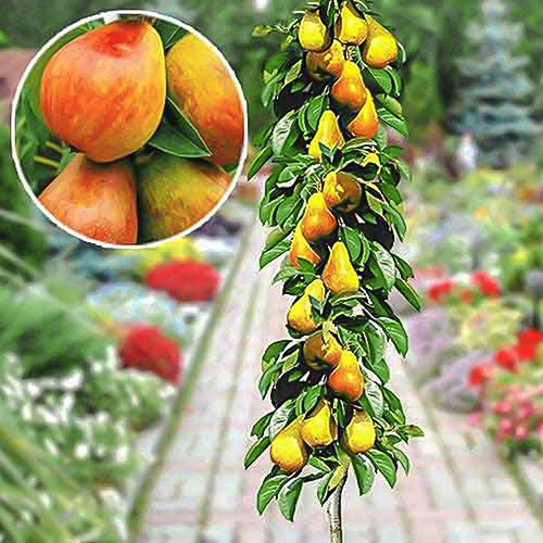 Груша колоновидна біло-червона рання зображення 1 артикул 1904