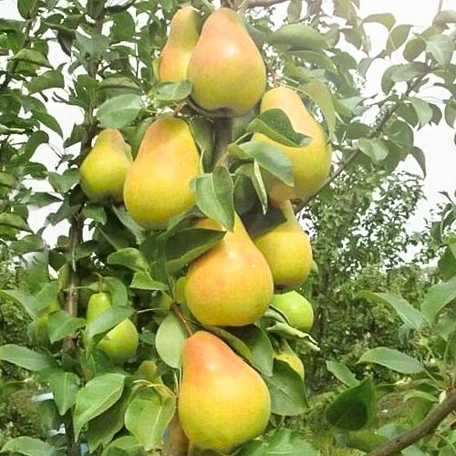 Груша колоновидна Смарагд зображення 1 артикул 1973